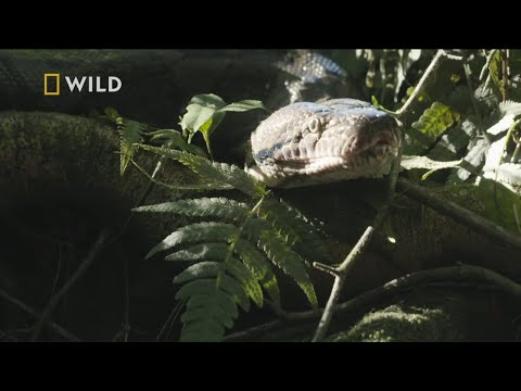 Ten pyton długości autobusu poluje nawet na dzieci [Najgroźniejsze węże świata]