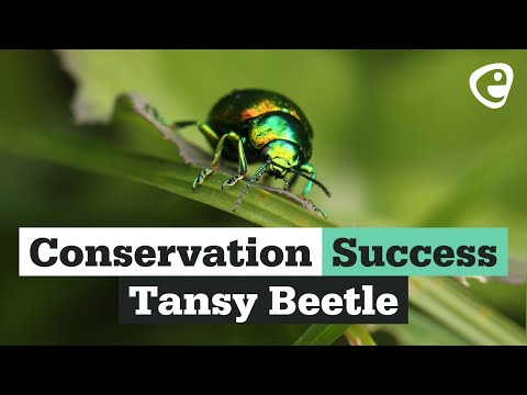 Conservation Success! The Tansy Beetle