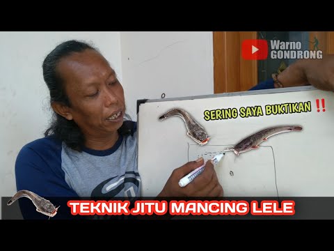 Teknik Terjitu Mancing Ikan LELE ‼️ Kolam Harian Lele
