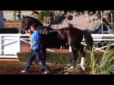 Giant Sandman Schooling at Santa Anita Park 2-13-15