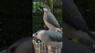 Download lagu GELATIK BELONG USIA 2 BULAN #finch #finches #gelatik mp3 Download lagu GELATIK BELONG USIA 2 BULAN #finch #finches #gelatik mp3