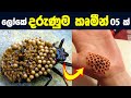ලෝකයේ ජීවත් වන අති භයානකම කෘමි සතුන් 5 �