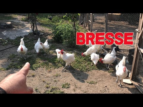 Bresse Tavuklarımı Bahçeye Saldım