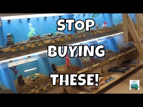 YouTube video about: Does Petsmart sell male and female fish?