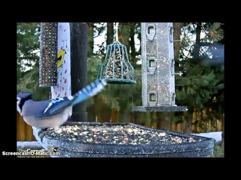 Ontario FeederWatch Cam