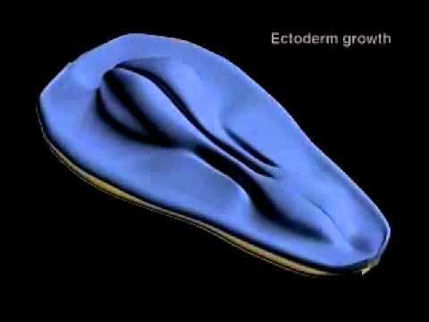 Gastrulation.flv
