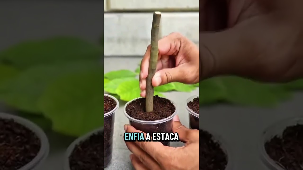 Como Fazer Muda de Abacate por Estaquia | DH Home & Bio