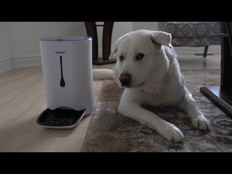 CBD for Cats Video Preview