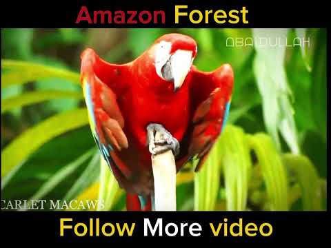 The beautiful Amazon forest