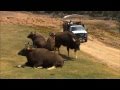 Bovids