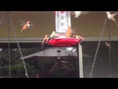 Anna and Rufous Hummingbirds