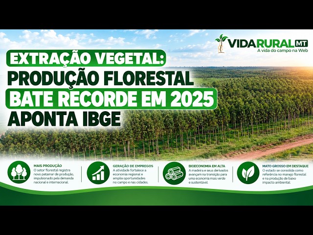 PRODUÇÃO FLORESTAL BATE RECORDE EM 2025 APONTA IBGE