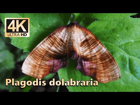 Scorched wing (Plagodis dolabraria)