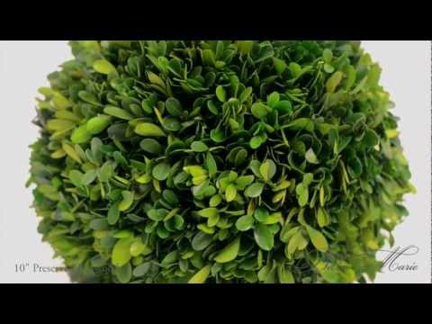 download lagu mp3 mp4 Bella Marie Boxwood, download lagu Bella Marie Boxwood gratis, unduh video klip Bella Marie Boxwood