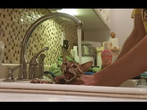 Baby Bengal Kitten Icy's 1st Bath