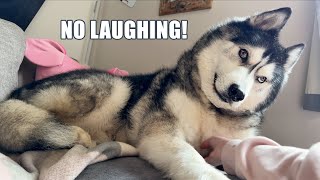 Husky Doesn’t Like Me Laughing When He Does This!
