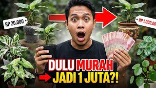 Download lagu 5 Tanaman Hias Ini DULU MURAH, 2026 Diprediksi Tembus 1 JUTA! Nomor 4 Mengejutkan! mp3