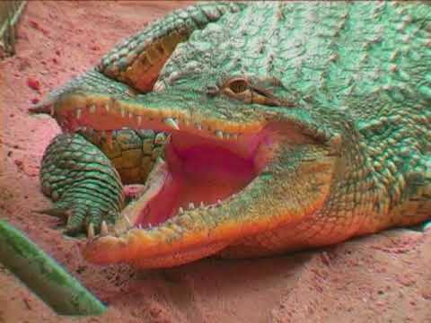 Snappie  - De kleine krokodil ( KARAOKE ) Lyrics