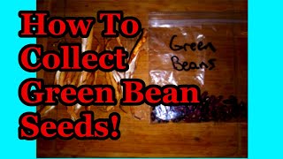 How to collect and store green bean seeds!