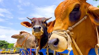 Download Lagu cow unloading, cow videos, cow video, animal, big cow, goru hamba cow, Ep-74 Thumbnail