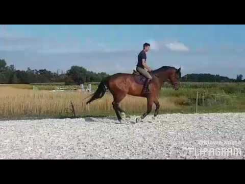 Casallo ( Casall - Cassini I - Carolus I )