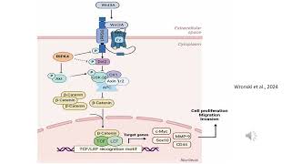 Wnt/β-Catenin Signaling: Key Pathway in Cancer Progression & Drug Discovery
