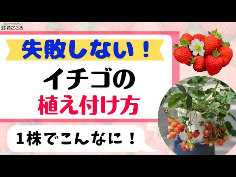 ポットにイチゴを植える ヒント ヒント オーガニックフルーツを持つヒント