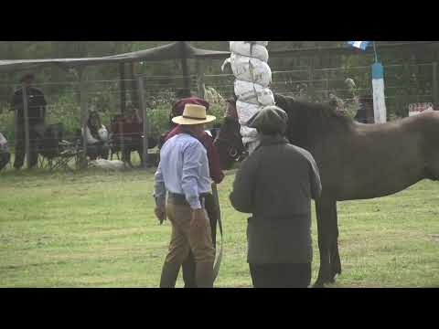 TODO LISTO PARA QUE COMENCE LA FIESTA  DE JINETEADA  EN LA CAUTIVA