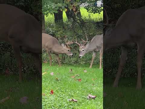 2 Bucks hanging out! #subscribe #bucks #hunting #pets #deer #shorts #michigan #yooper #share #views