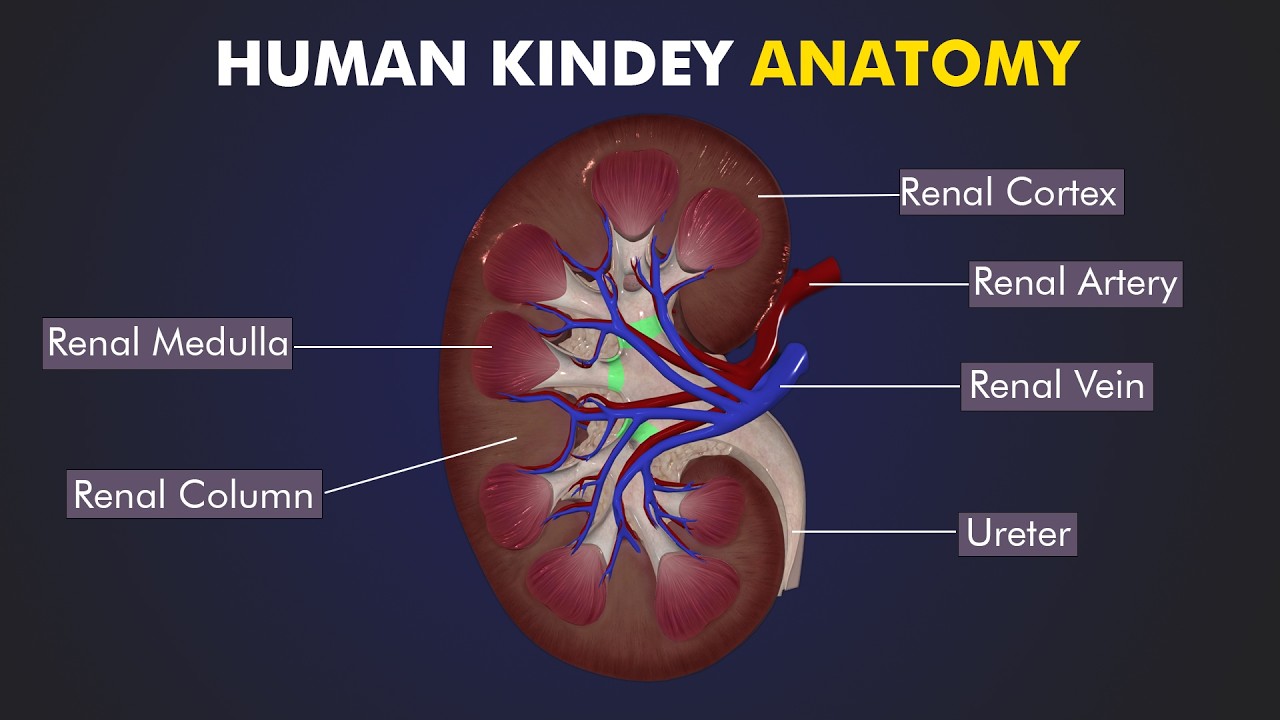 Structure and Function of Human Kidney: Anatomy of human kidney 3d Illustration