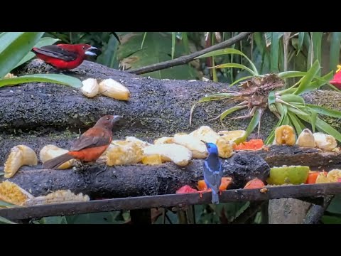 Red-legged Honeycreeper Sparkles at Panama's Canopy Lodge July 24, 2025