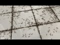 A Massive Termite Swarmer Infestation Found in the Bedroom in Point Pleasant Beach, NJ