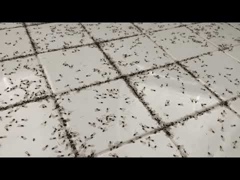 A Massive Termite Swarmer Infestation Found in the Bedroom in Point Pleasant Beach, NJ