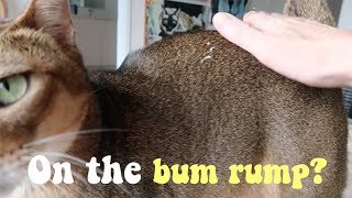 Where do cats like to be petted? | CUTE CAT CLEO