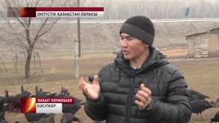 Күркетауық бағып, миллионер атанған жігіт