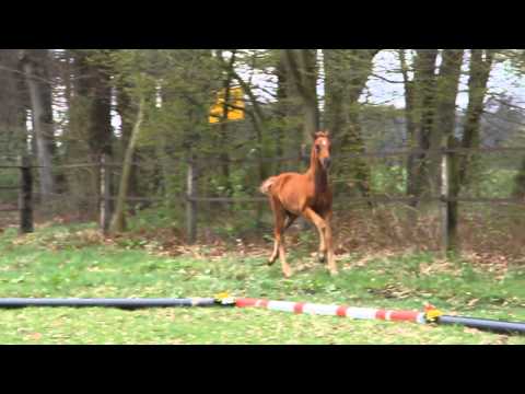 Lemonys Nicket- Damon Hill