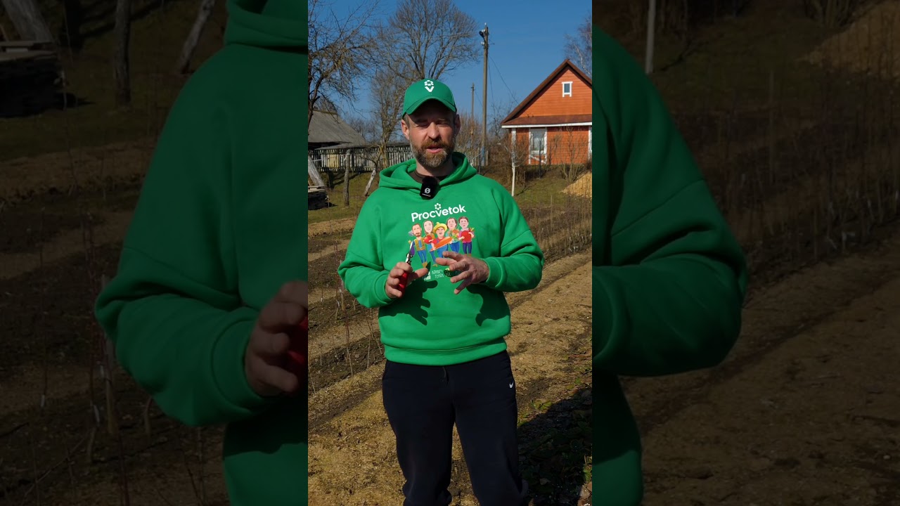 Соберете килограмм ягод с одного куста клубники и даже больше, если сделаете так весной!