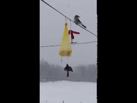 A Shrike Kills a Chickadee