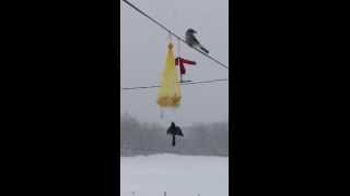 A Shrike Kills a Chickadee