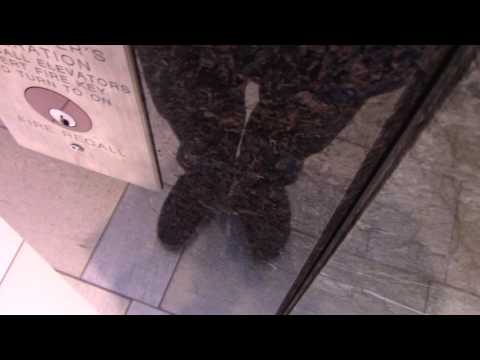 Attempting to film: KONE:MCE Hydraulic Scenic Elevator @ Newport Centre Mall in Jersey City, NJ