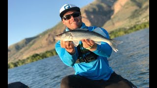 Fishing for BASS, WALLEYE and WIPER in the Same Day!