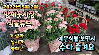 2022년 5월 2일 월요일   게릴라실방으로 예쁜식물들  보면서  수다즐겨봐요 #양재꽃시장 #식물튜브