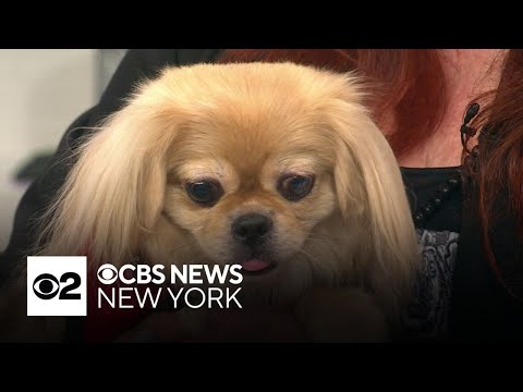 Furry Friend Finder: Alexandra - YouTube