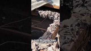 Hundreds Of Bats Found Hiding In Roof! 😱