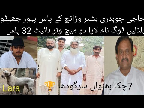 Top Class Pakistani Jhaidhu Bloodline Dog Name Lara 2x Winner Owner Ch Bashir Waraich Naib Sadar