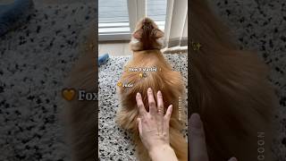 🔊Chirpy Floofs 😸 Guess Who Gets Annoyed More Often 👐 #catsounds #mainecoon
