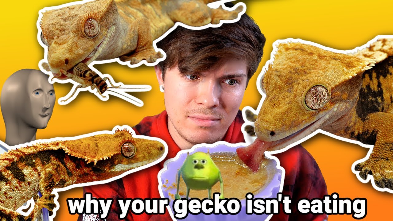WHAT TO DO WHEN YOUR CRESTED GECKO WON'T EAT