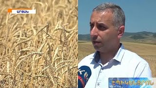 Մարտակերտում ցանքատարածությունների 40 տոկոսը հնձի ենթակա չէ. բերքատվությունը ցածր է
