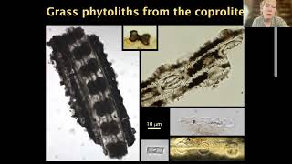 The Evolution of Grasslands: What Plant Fossils Reveal About One of the Largest Ecosystem Changes