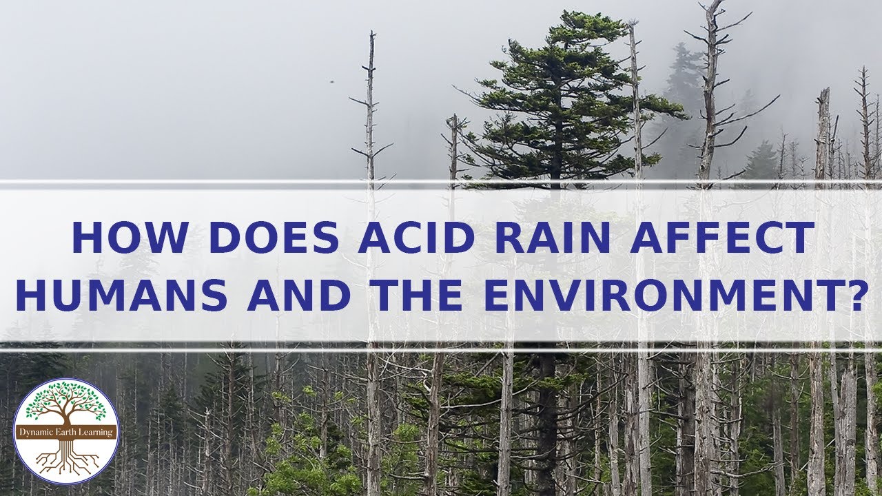 How does Acid Rain affect Humans and the Environment
